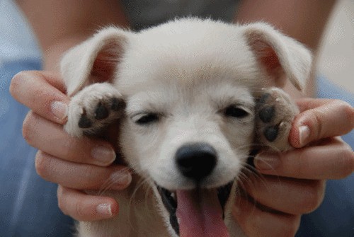 关注 | 天津养犬将出新规！什么犬能养？