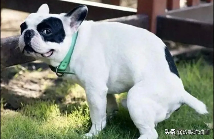 天津禁止饲养大型烈性犬的名单公布，看看你家有吗？