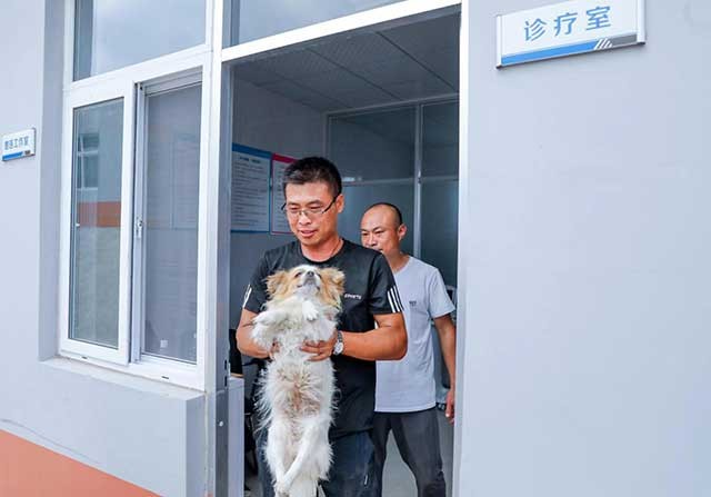 记者探访青岛市犬只收养服务基地想养狗狗这儿可以免费领养