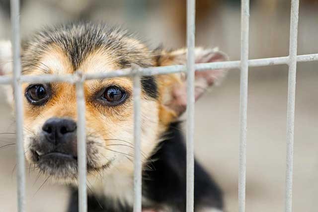 记者探访青岛市犬只收养服务基地想养狗狗这儿可以免费领养