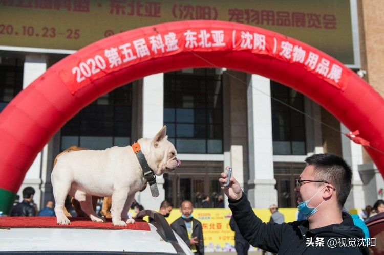 东北亚宠物展在沈阳开幕萌宠亮相惹人喜爱