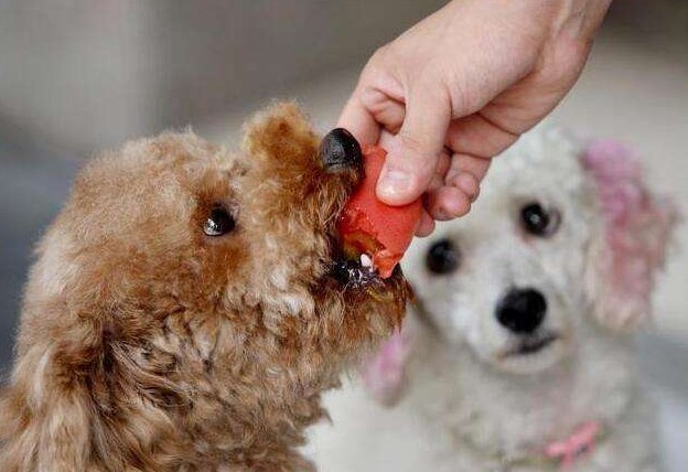 这样喂食狗狗，杀伤力犹如巧克力，很危险