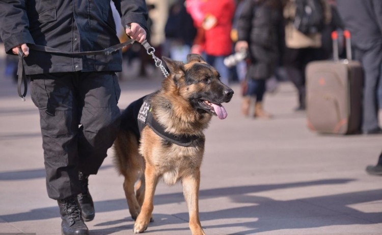 警犬跟野猪搏斗受伤，军犬失明仍坚持巡逻，它们图什么？