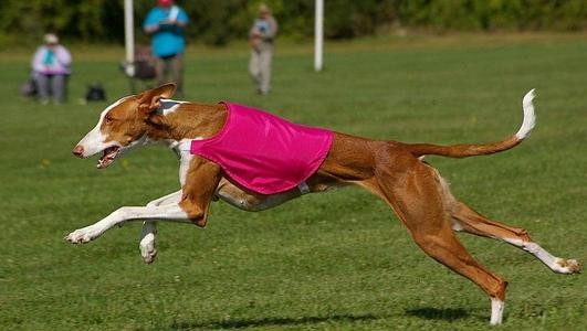 宠物犬和猎犬有什么区别看完这篇才知道挑选一只猎犬有多讲究