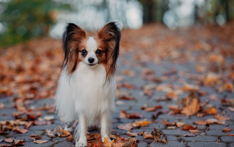 蝴蝶犬呕吐怎么办