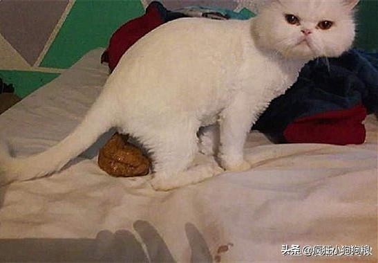 主人发现猫咪在床上拉了一坨粑粑，喵：配合你表演的我陷入了沉思