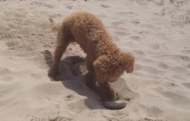 泰迪犬跟你说拜拜的行为看完不少人都哭了