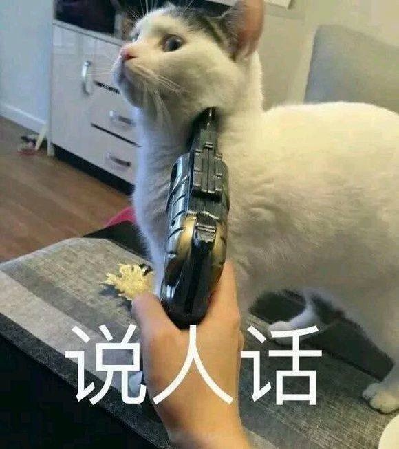 为什么我家猫的头发像“枯草”？别人家的猫毛光滑？