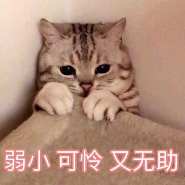 对于猫来说，这五种东西都是“克星”，让它非常害怕，你的猫有吗？