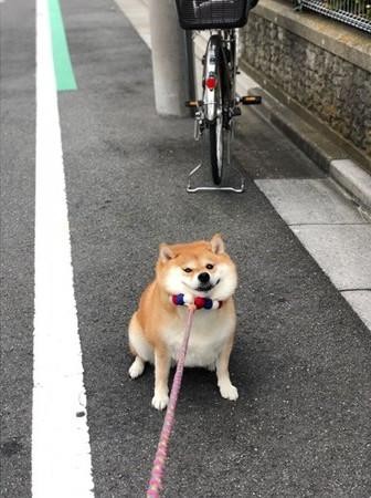 经典的拖柴犬再现！日本柴犬不愿回家，脖子被主人拖出游泳圈