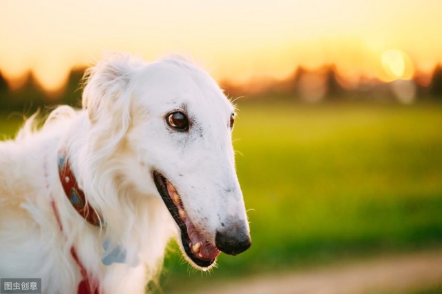 十大最难驯服的犬种二哈在列