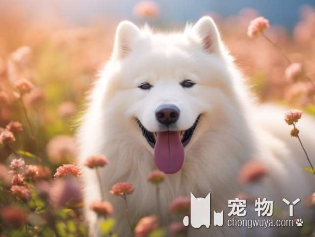 对泰迪犬来说，这七件事，就是它一生中最想要得到的东西