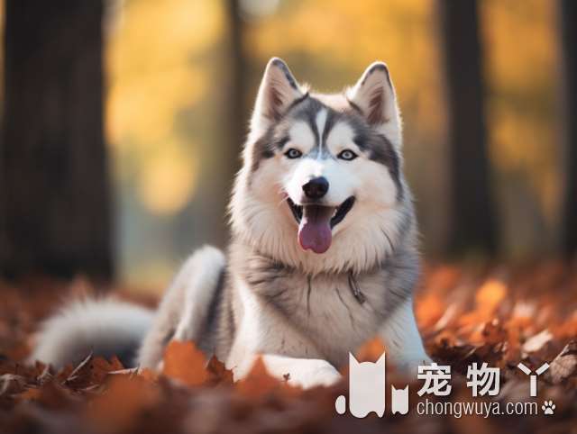 博美犬最大有几斤？