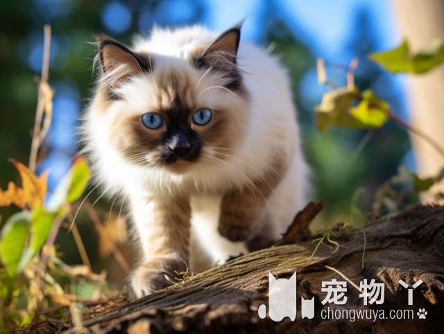 天津兰多湾宠物：你愿意体验与可爱猫猫共度美好时光吗?