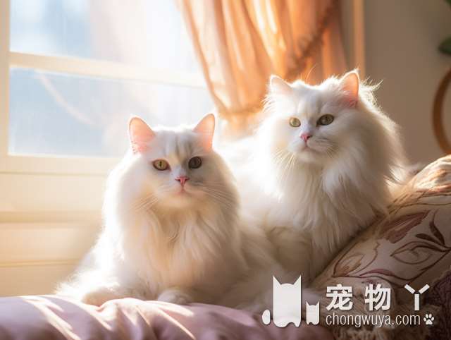 赫本的猫什么意思？