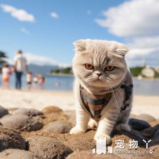 波斯猫是什么？