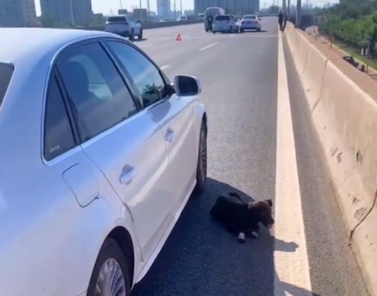 天津：流浪狗误闯高架桥引车祸，麻醉后发现刚生完小狗，放它离开