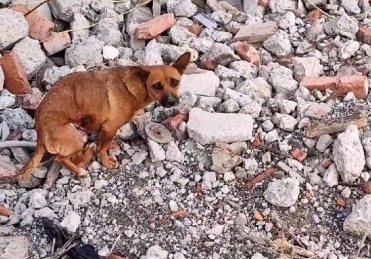 天津：在废墟里挣扎的流浪狗，小哥：救了后悔，不救会内疚一辈子