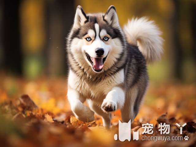 天津哪里可以领养到狗狗？